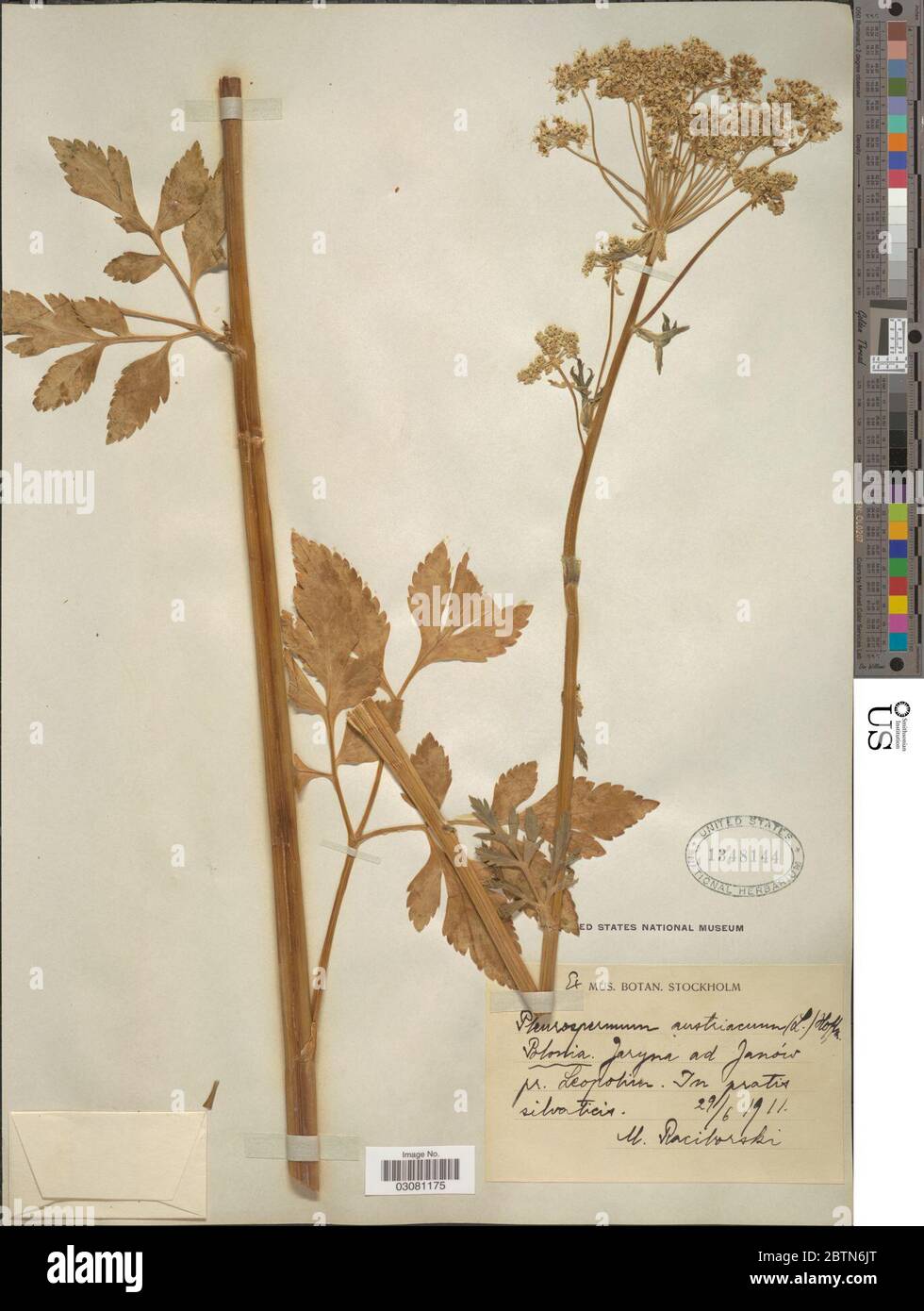 Pleurospermum austriacum L Hoffm. Stock Photo