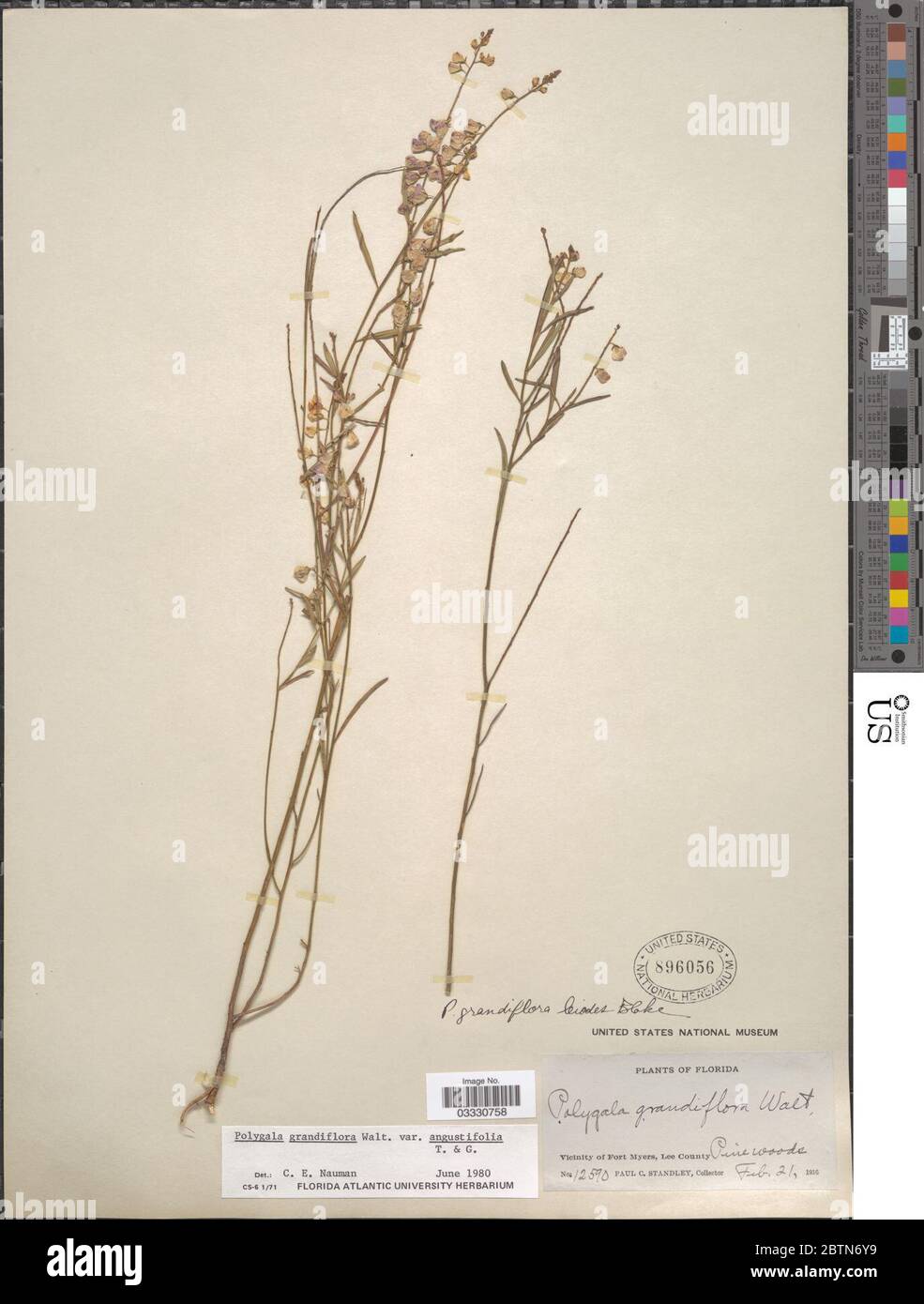 Polygala grandiflora var angustifolia. 12 Jul 20191 Stock Photo