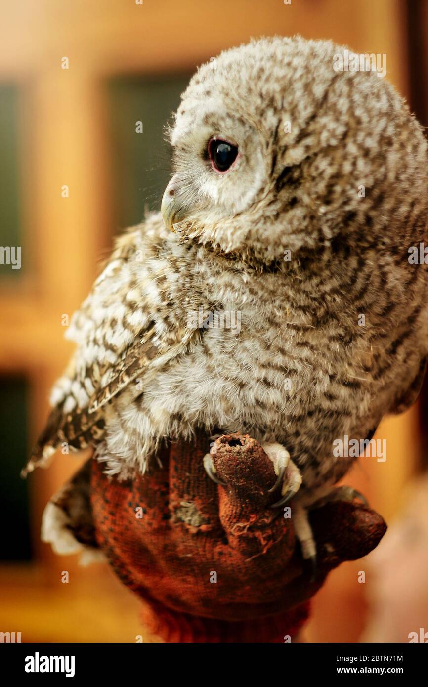 cute owl with grey and brown feathers sitting on hand with leather glove Stock Photo