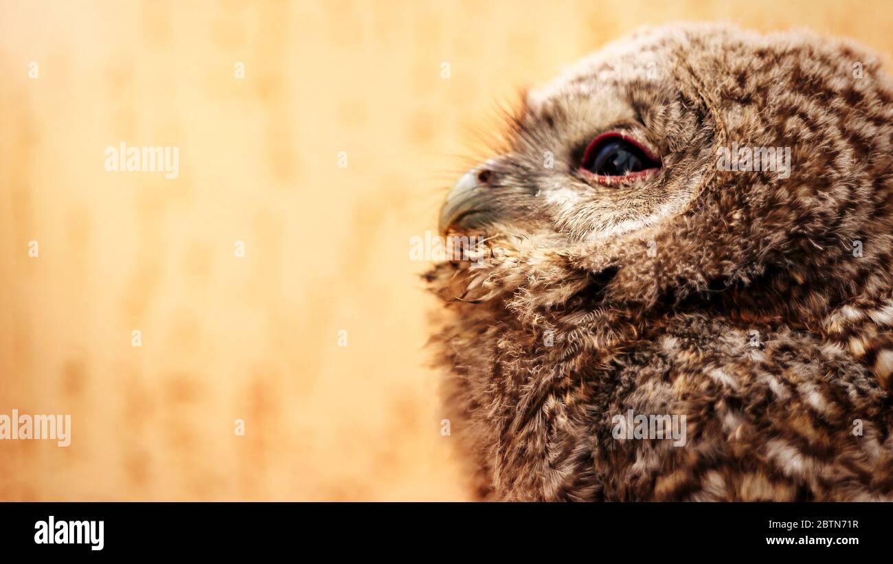 cute sweet owl with grey and brown feathers with funny look, space for text Stock Photo