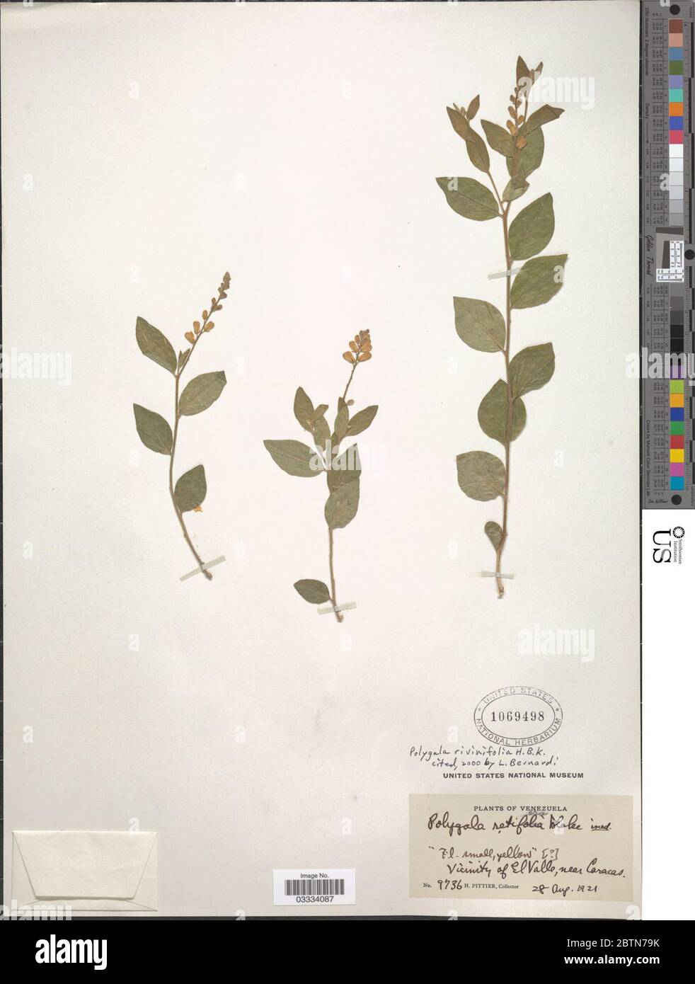 Polygala rivinifolia Kunth. 12 Jul 20191 Stock Photo