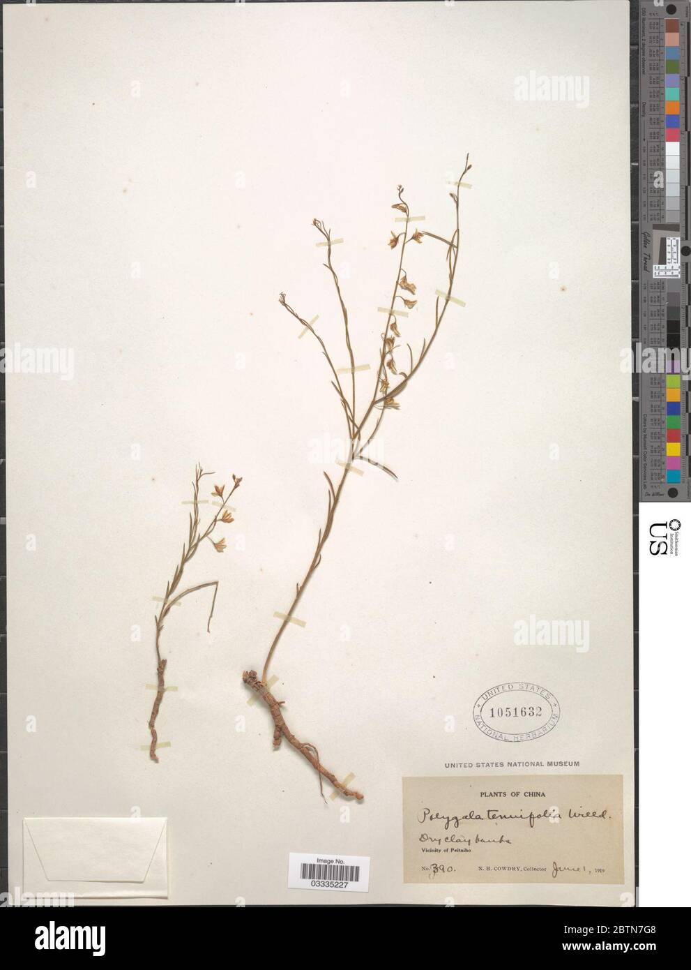 Polygala tenuifolia Willd. 12 Jul 20191 Stock Photo