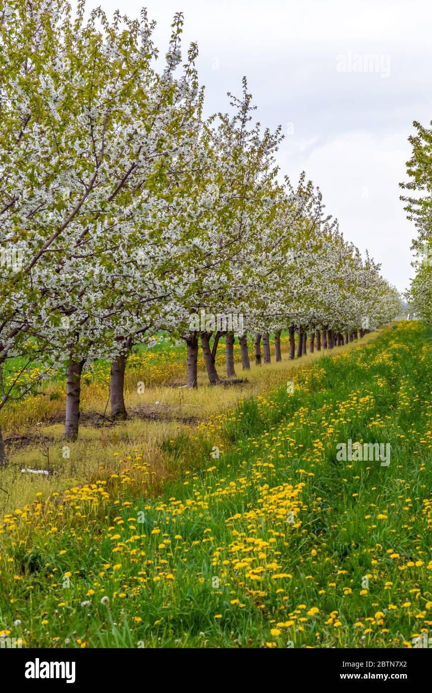 Cherry Trees in blossom in the Spring on Old Mission Peninsula, Traverse City, Michigan. Stock Photo