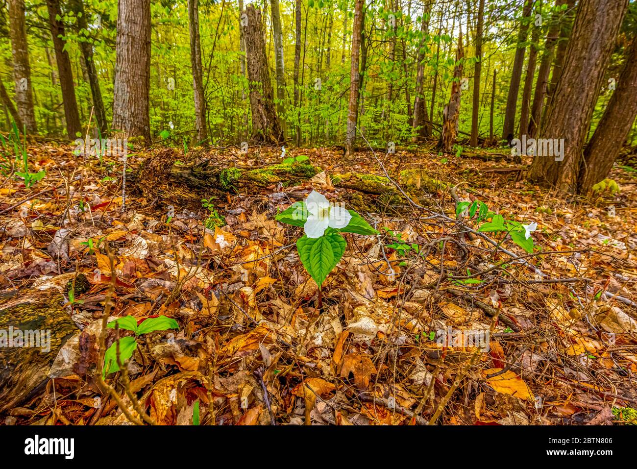 A white flower of a trillium (Trillium grandiflorum) blooming in the spring on Old Mission Peninsula, Traverse City, Michigan, USA. Stock Photo