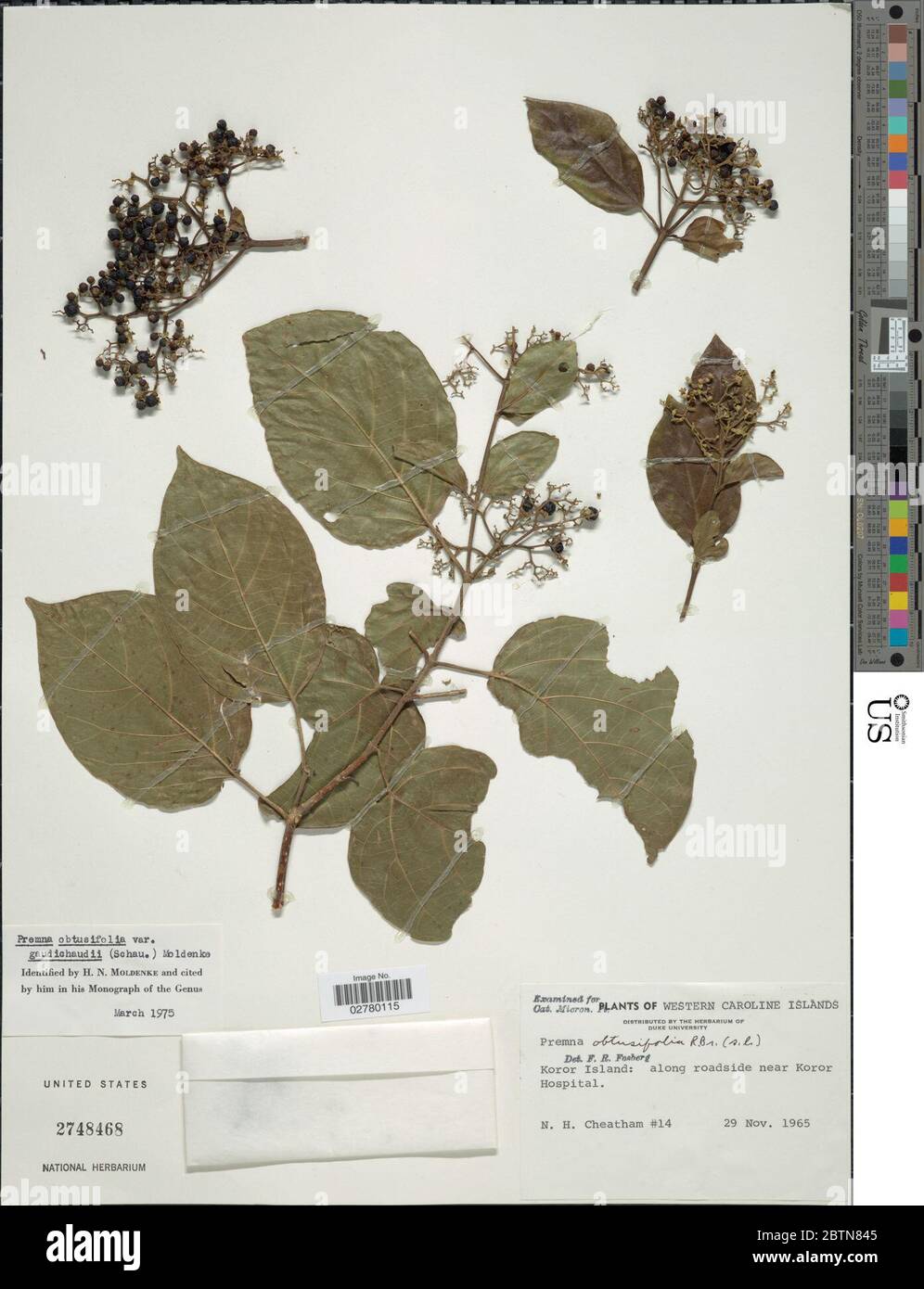 Premna obtusifolia var gaudichaudii Schauer Moldenke. Stock Photo