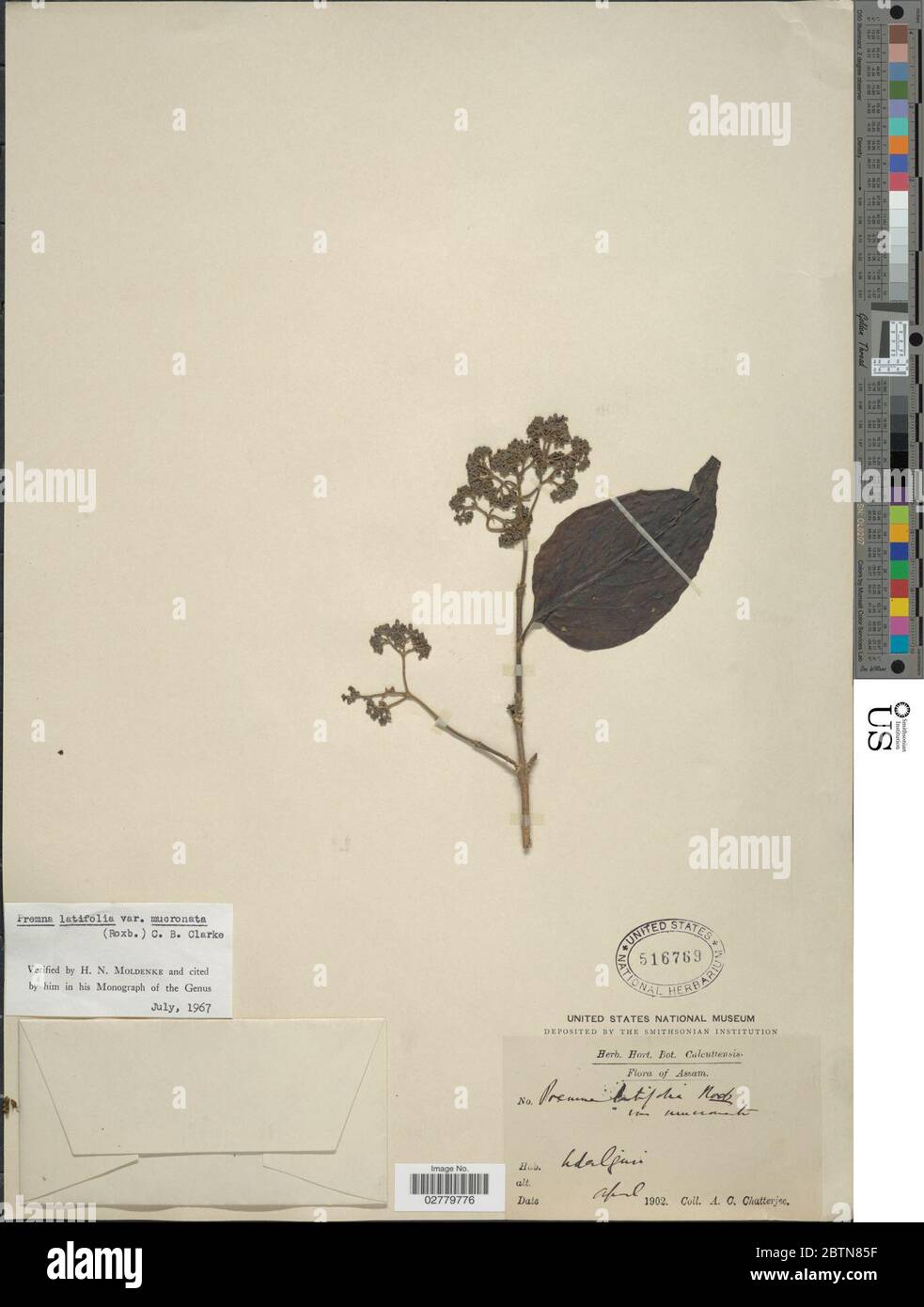 Premna latifolia. Stock Photo