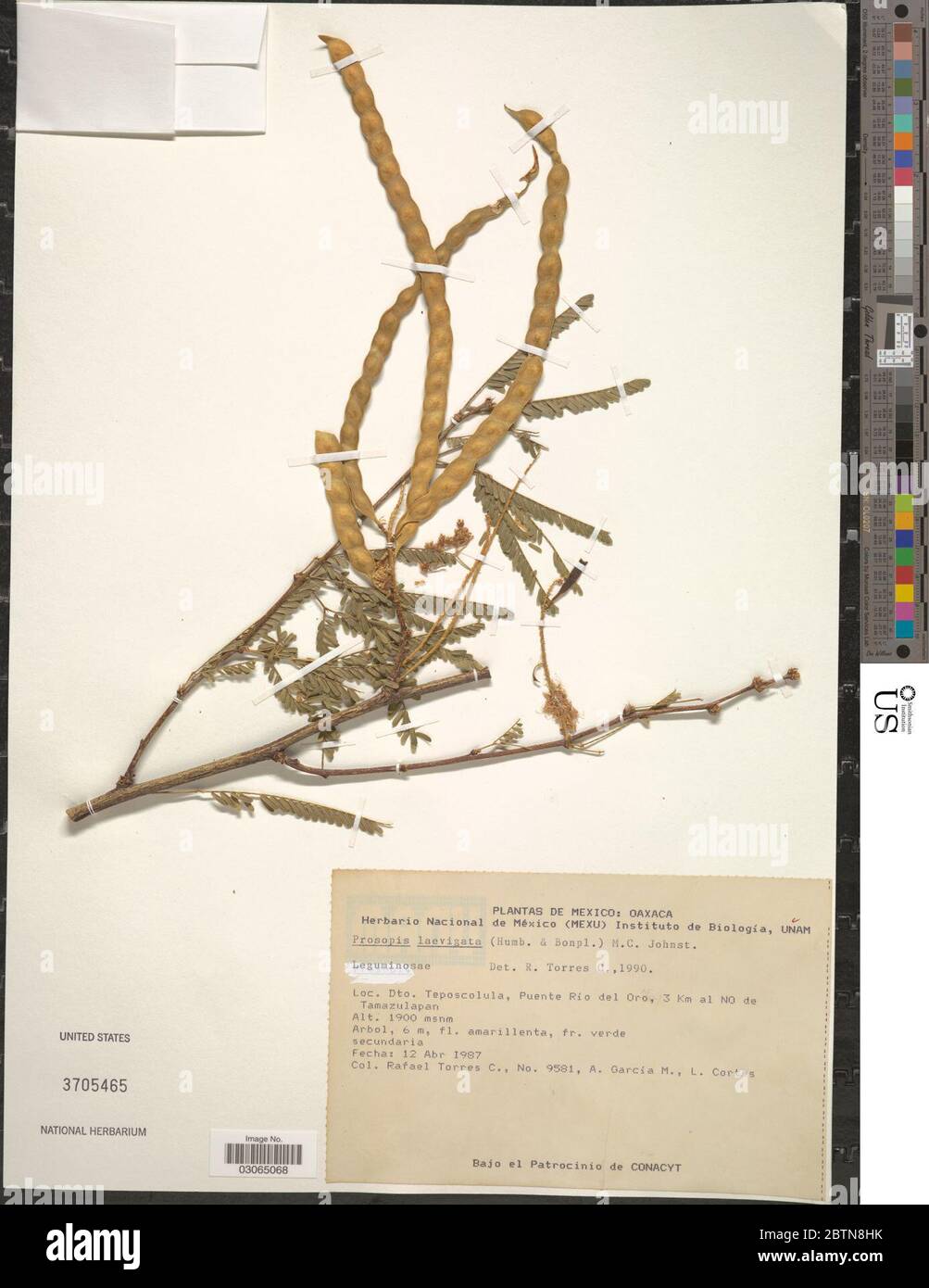 Prosopis laevigata Humb Bonpl ex Willd MC Johnst. Stock Photo
