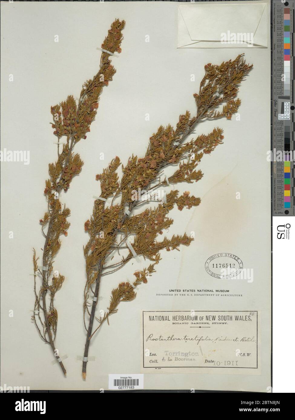 Prostanthera teretifolia Maiden Betche. 17 Mar 20181 Stock Photo