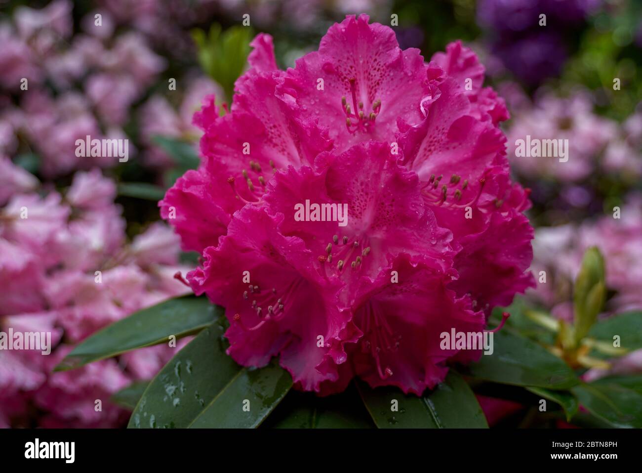 Purple dark pink Rhododendron germania blossom Stock Photo