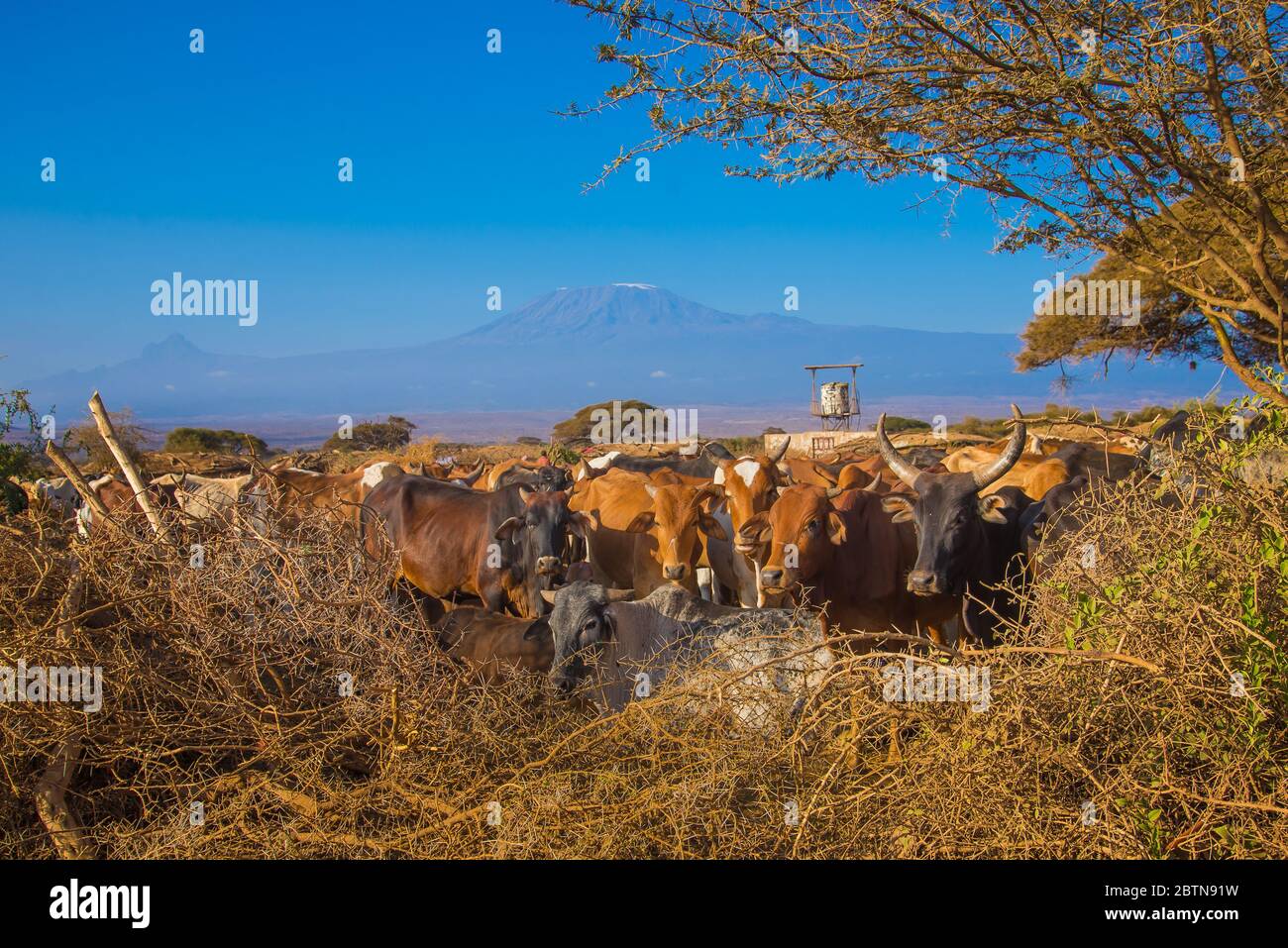 Farmland with sheep and Cows from Kenyan Village Stock Photo