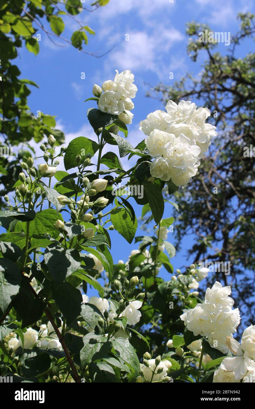 Beautiful white blooms of Philadelphus 'Virginal', the double flowered Mock orange plant. Blooming in summer in a natural outdoor setting. Stock Photo