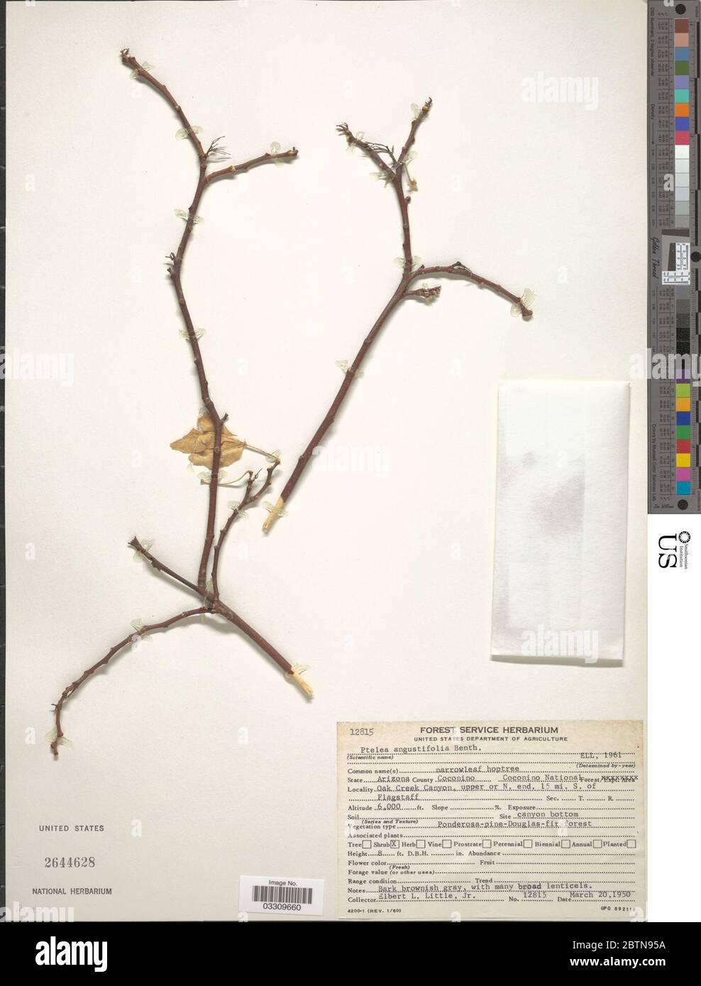 Ptelea trifoliata subsp angustifolia var angustifolia. 12 Jul 20191 Stock Photo