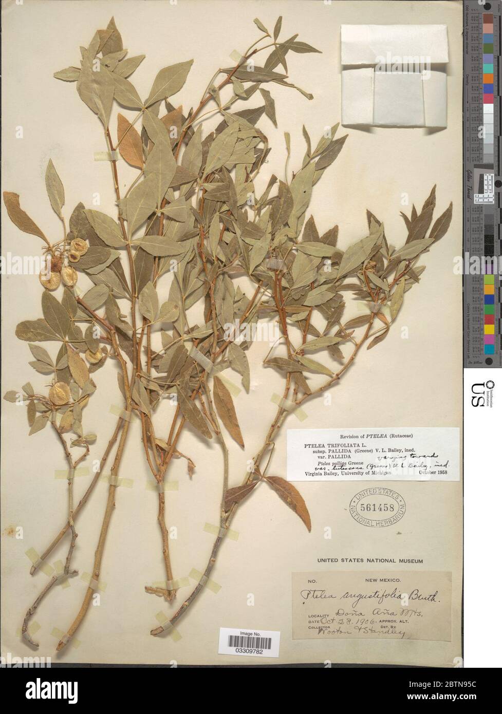Ptelea trifoliata subsp pallida Greene V L Bailey. 12 Jun 20191 Stock Photo