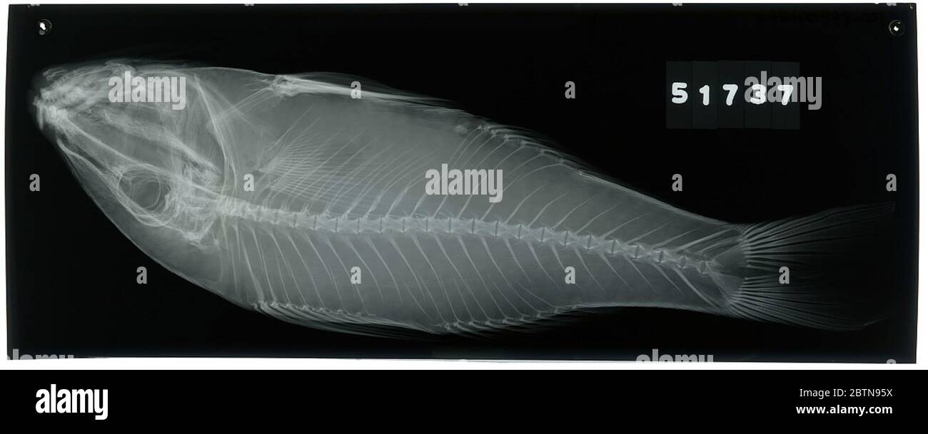 Pseudupeneus moana Jordan Seale. Radiograph is of a holotype; The Smithsonian NMNH Division of Fishes uses the convention of maintaining the original species name for type specimens designated at the time of description. The currently accepted name for this species is Parupeneus multifasciatus.26 Oct 20181 Stock Photo