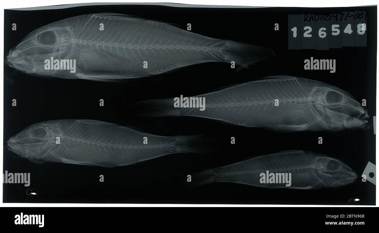 Pseudupeneus chrysonemus. Radiograph is of a cotype; The Smithsonian NMNH Division of Fishes uses the convention of maintaining the original species name for type specimens designated at the time of description. The currently accepted name for this species is Parupeneus chrysonemus.26 Oct 20181 Stock Photo