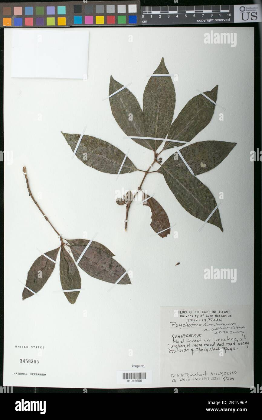 Psychotria hombroniana var peliliuensis Fosberg. 18 Oct 20181 Stock Photo