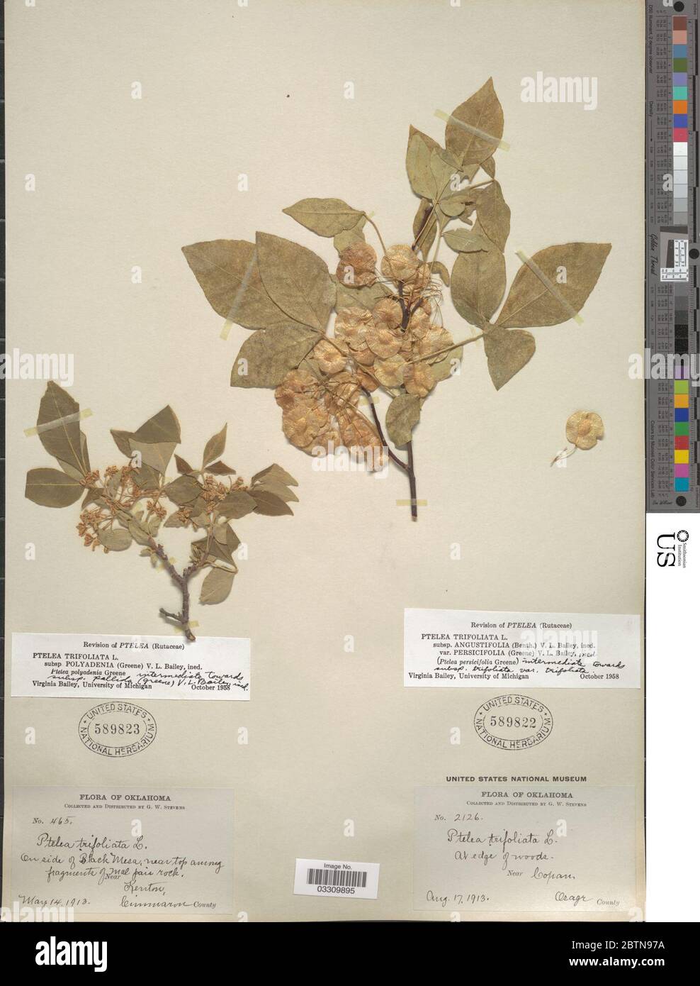Ptelea trifoliata subsp polyadenia L. 12 Jul 20191 Stock Photo