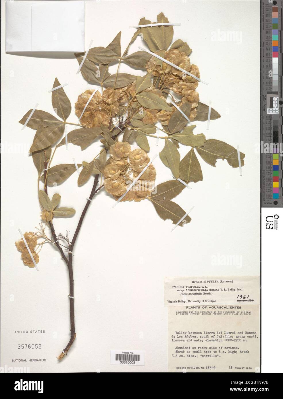 Ptelea trifoliata var angustifolia Benth ME Jones. 12 Jun 20191 Stock Photo