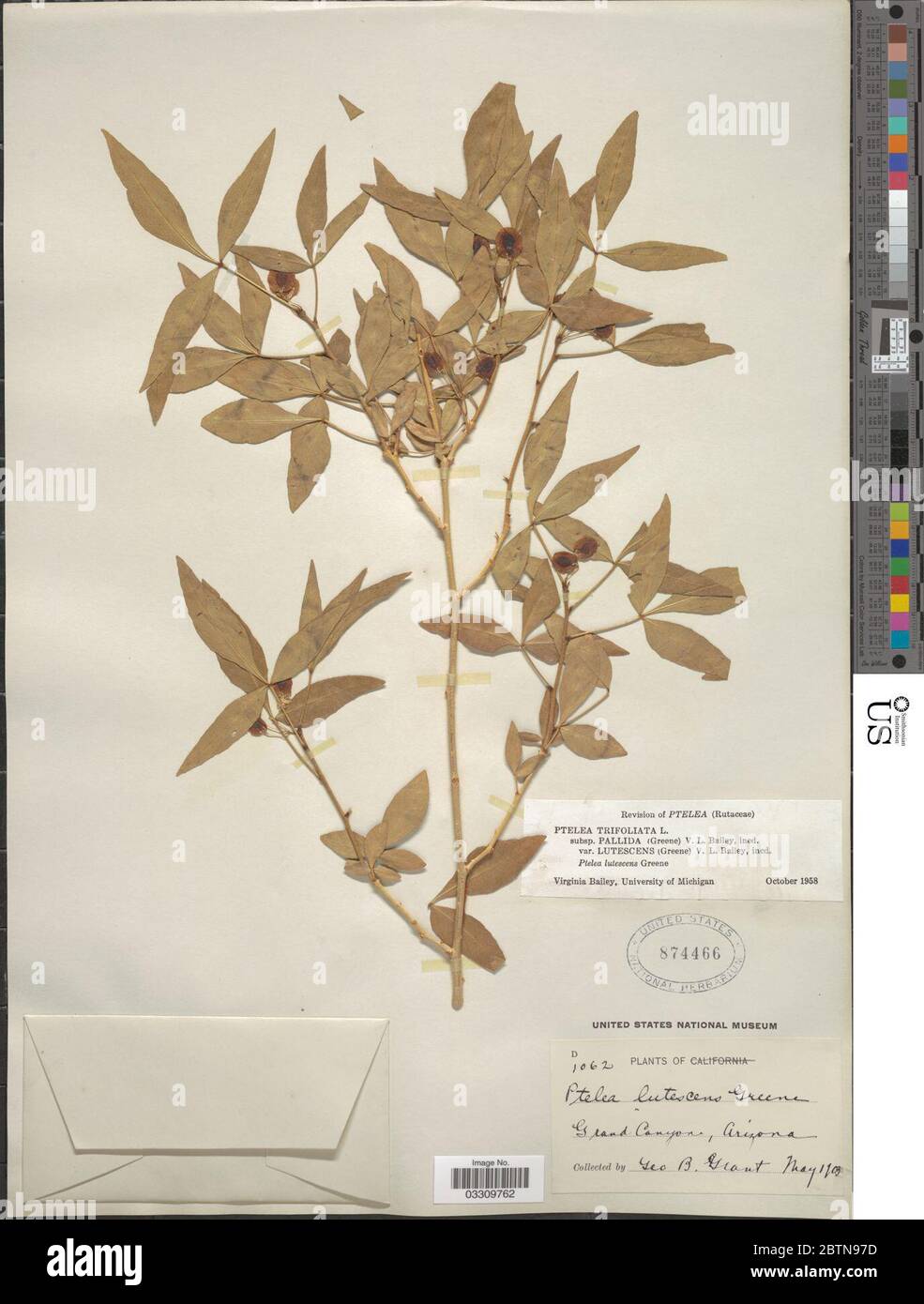 Ptelea trifoliata var lutescens V L Bailey. 12 Jun 20191 Stock Photo
