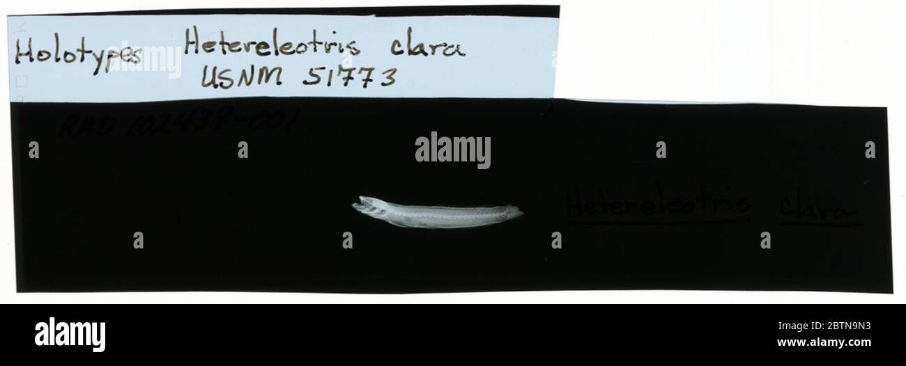 Hetereleotris clara. Radiograph is of a type; The Smithsonian NMNH Division of Fishes uses the convention of maintaining the original species name for type specimens designated at the time of description. Stock Photo