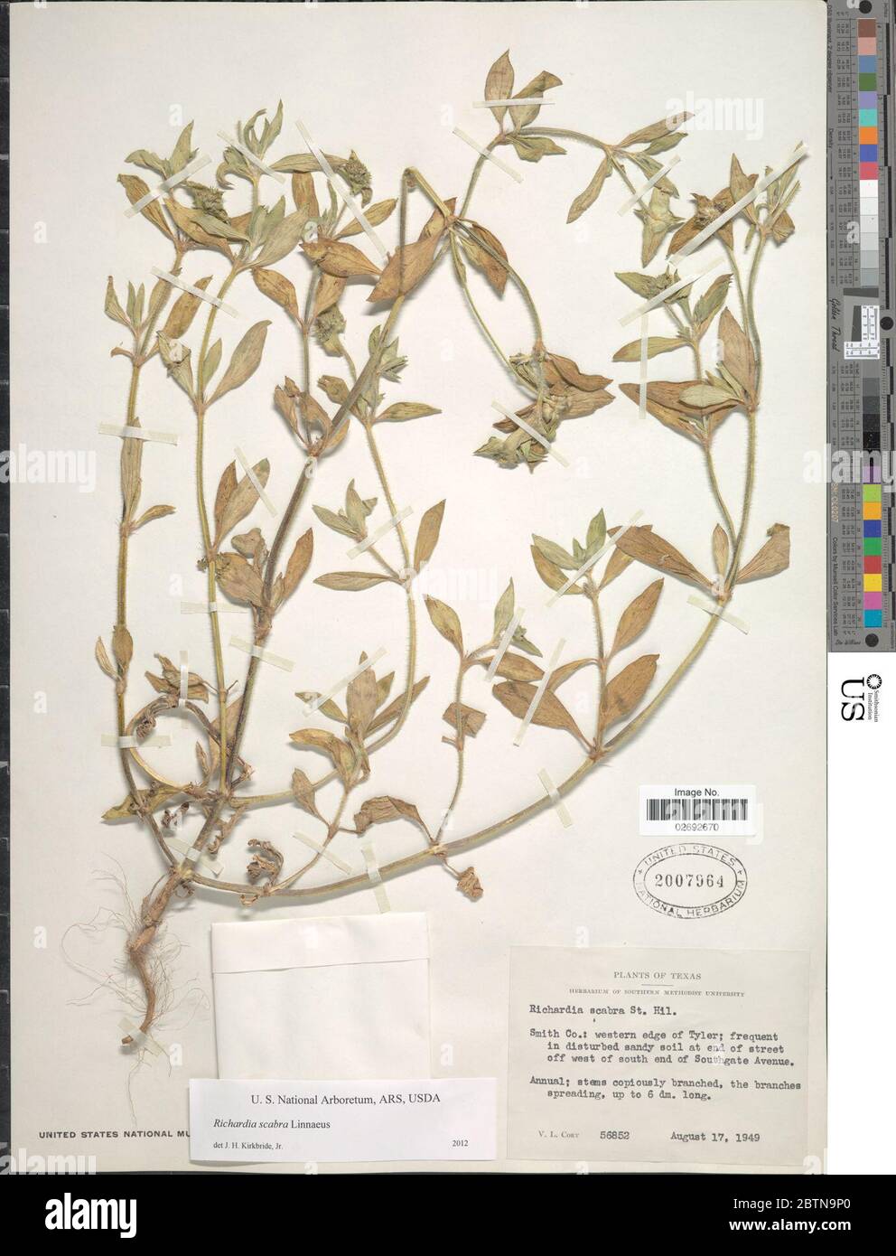 Richardia scabra hi-res stock photography and images - Alamy