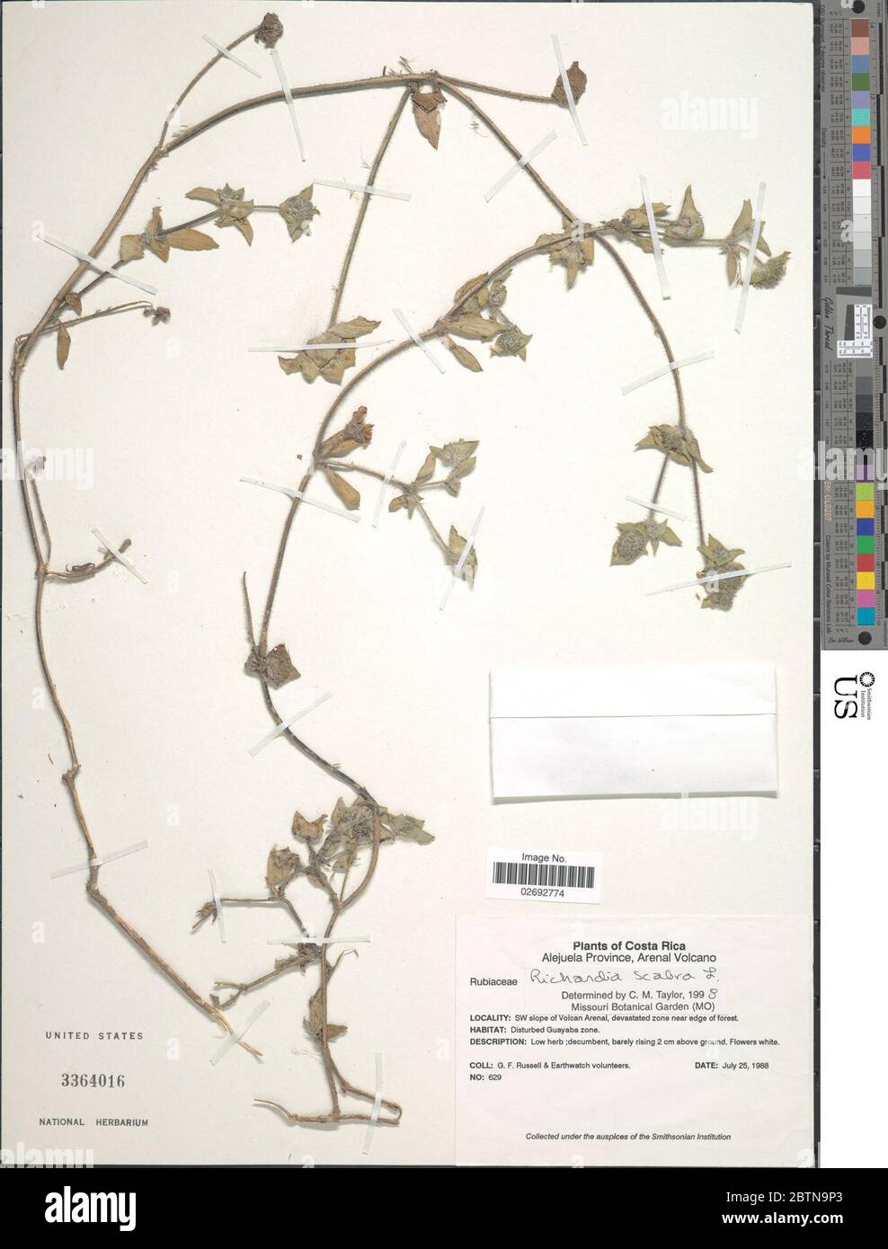 Richardia scabra hi-res stock photography and images - Alamy
