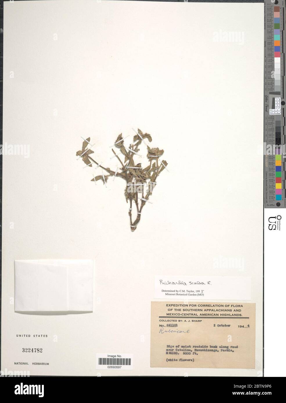 Richardia scabra hi-res stock photography and images - Alamy