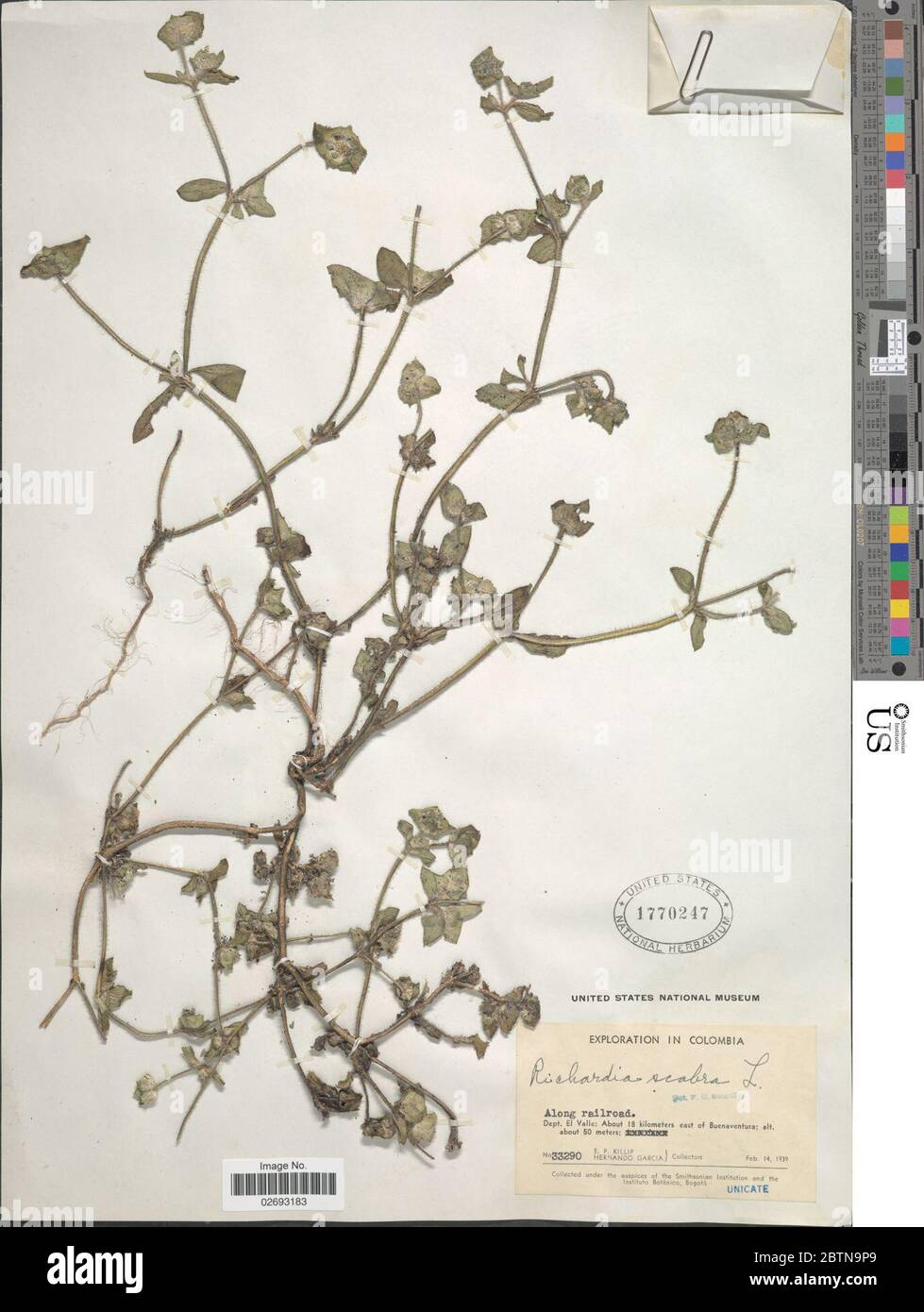 Richardia scabra hi-res stock photography and images - Alamy