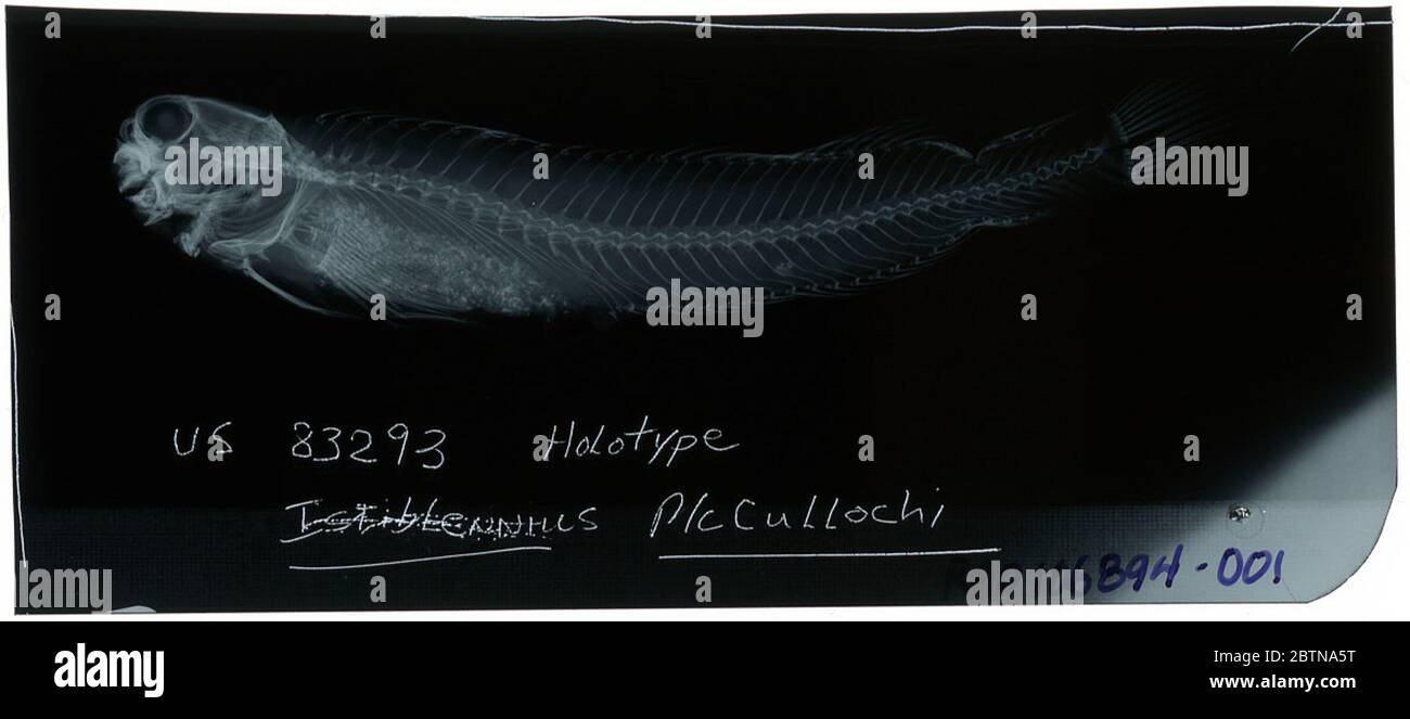 Salarias mccullochi Fowler Bean. Radiograph is of a holotype; The Smithsonian NMNH Division of Fishes uses the convention of maintaining the original species name for type specimens designated at the time of description. The currently accepted name for this species is Istiblennius lineatus.24 Oct 20181 Stock Photo