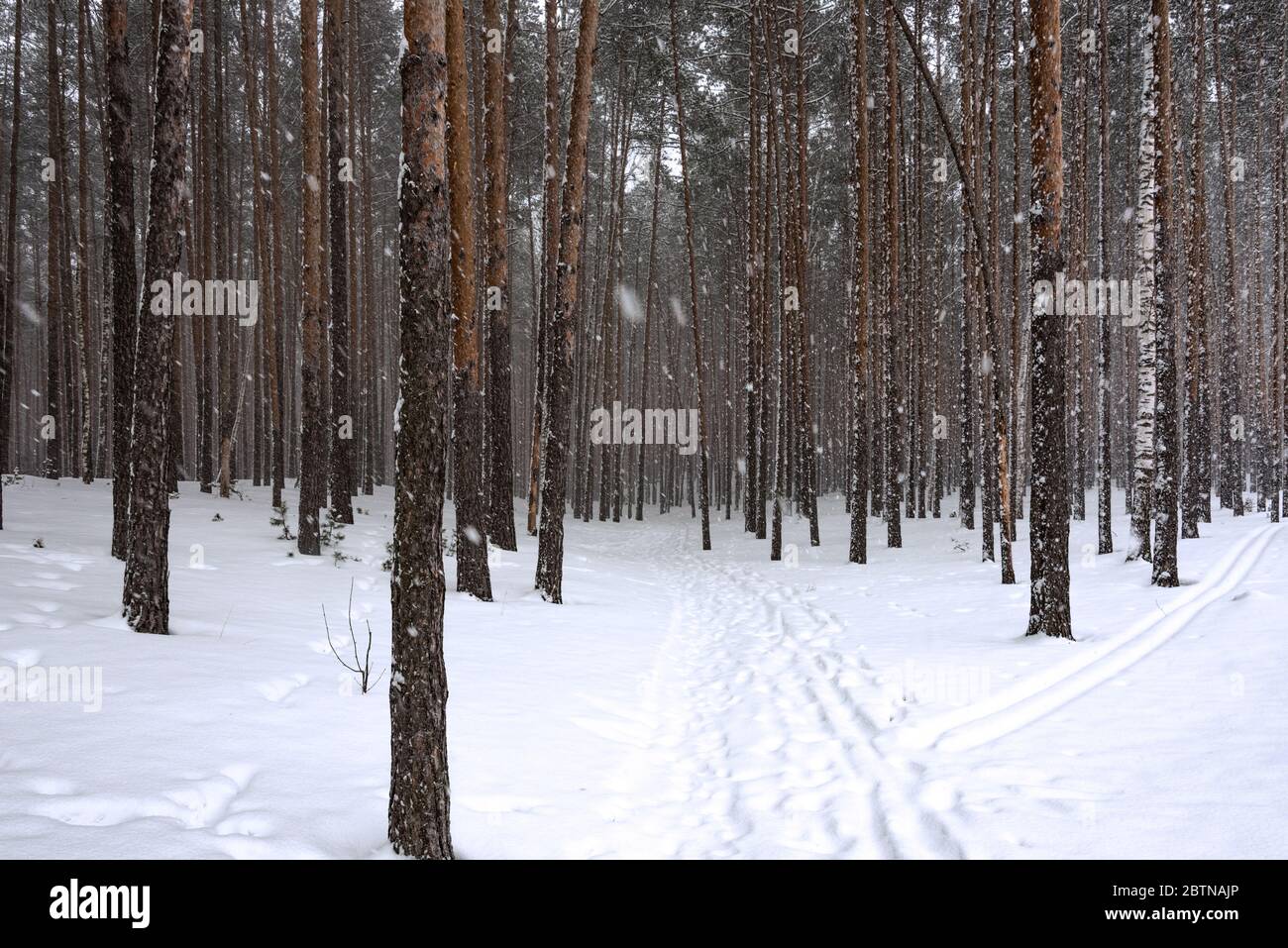 Pine falling rural hi-res stock photography and images - Alamy