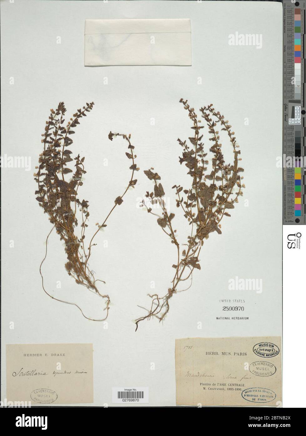 Scutellaria dependens Maxim. 14 Sep 20181 Stock Photo