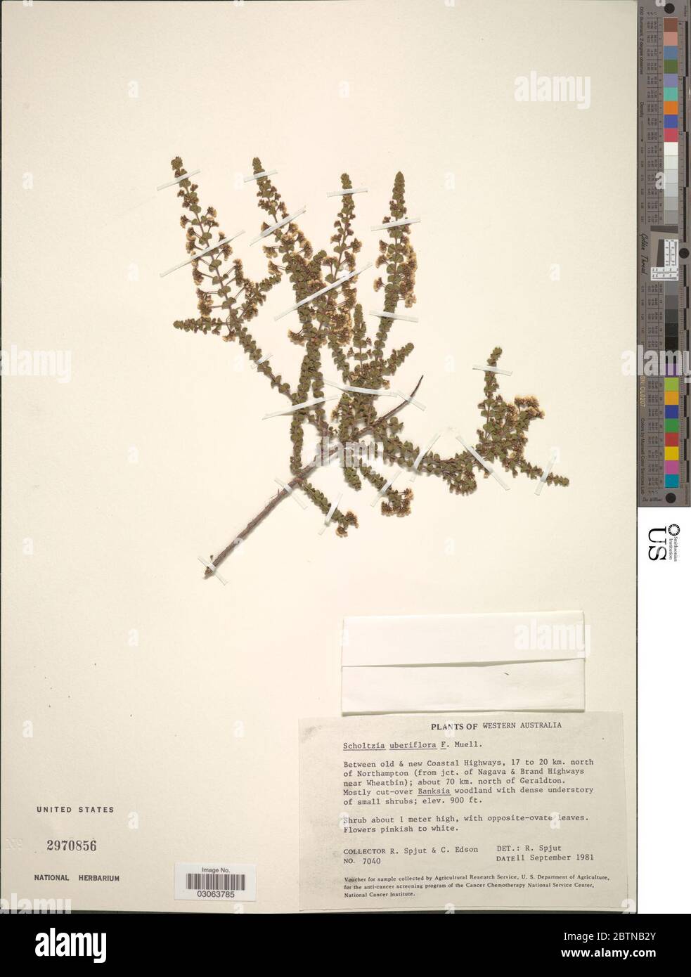 Scholtzia uberiflora F Muell. Stock Photo