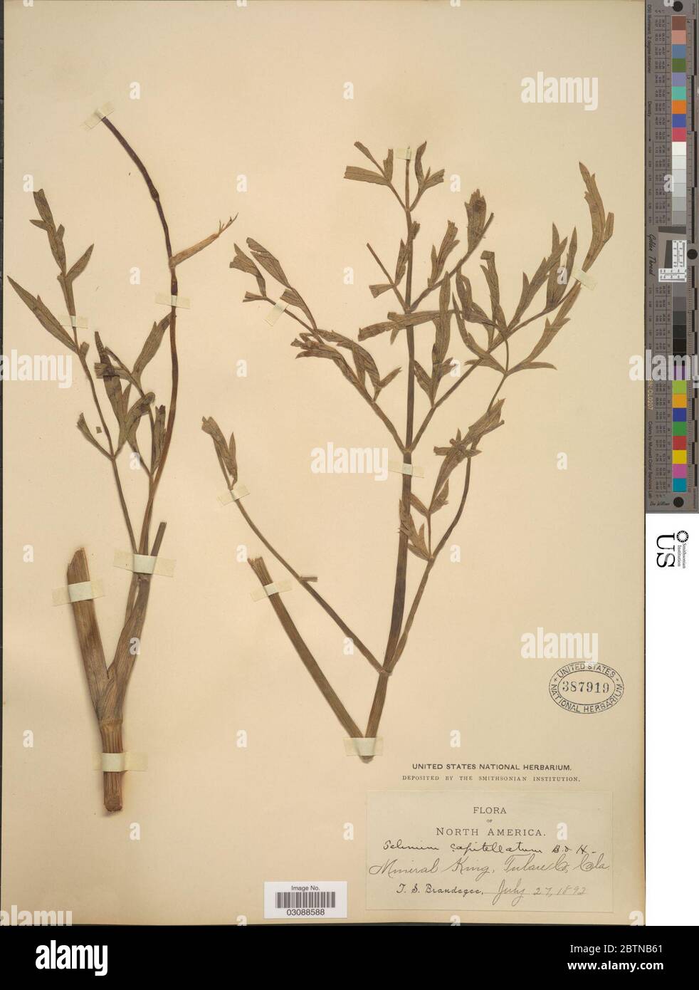 Selinum capitellatum A Gray Benth Hook f ex S Watson. 4 Feb 20191 Stock Photo