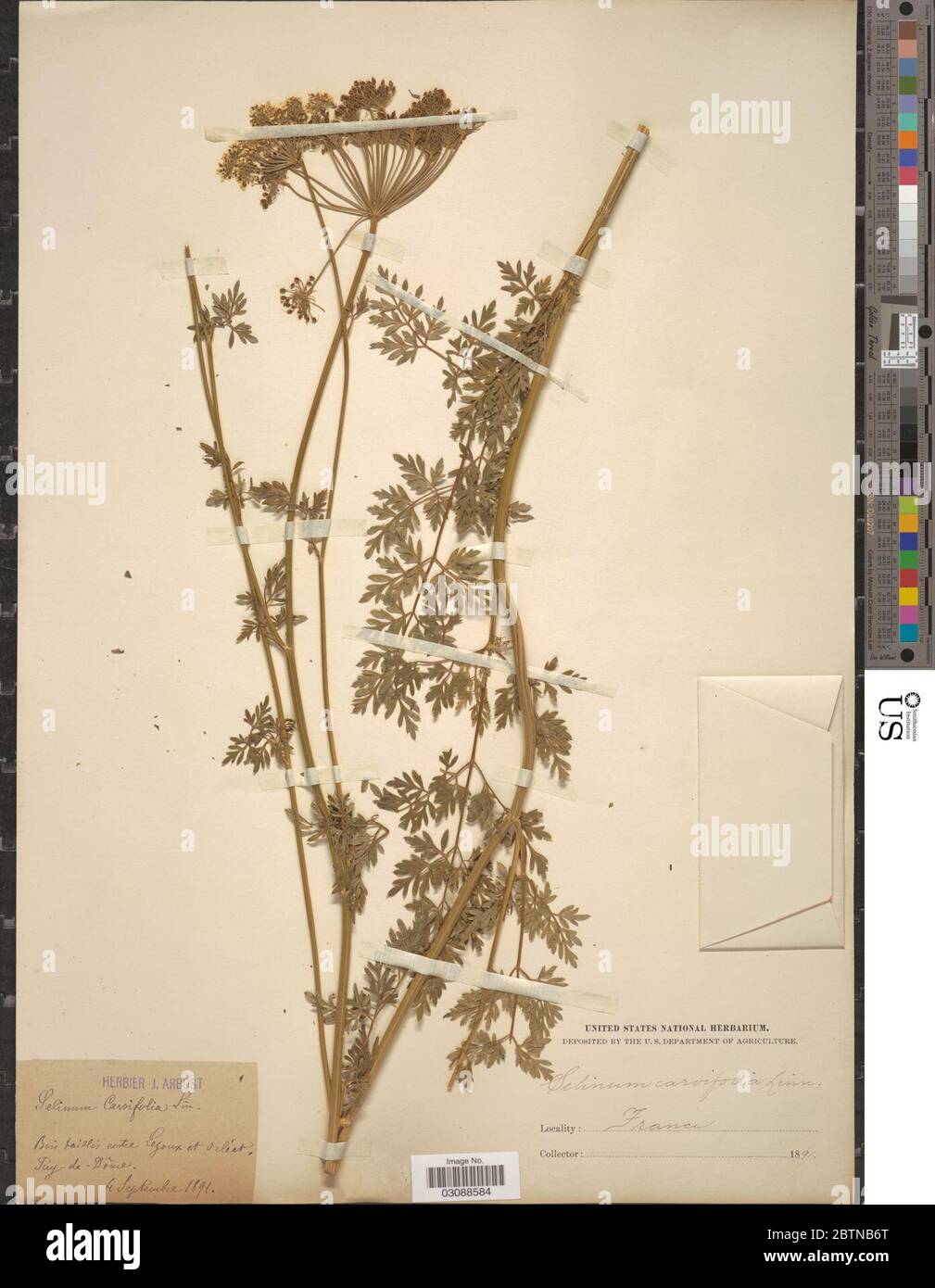 Selinum carvifolia L L. 10 Jan 20191 Stock Photo