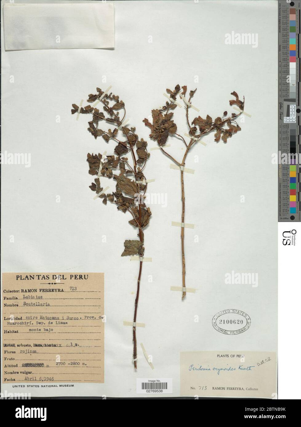 Scutellaria ocymoides Kunth Epling. 14 Sep 20181 Stock Photo