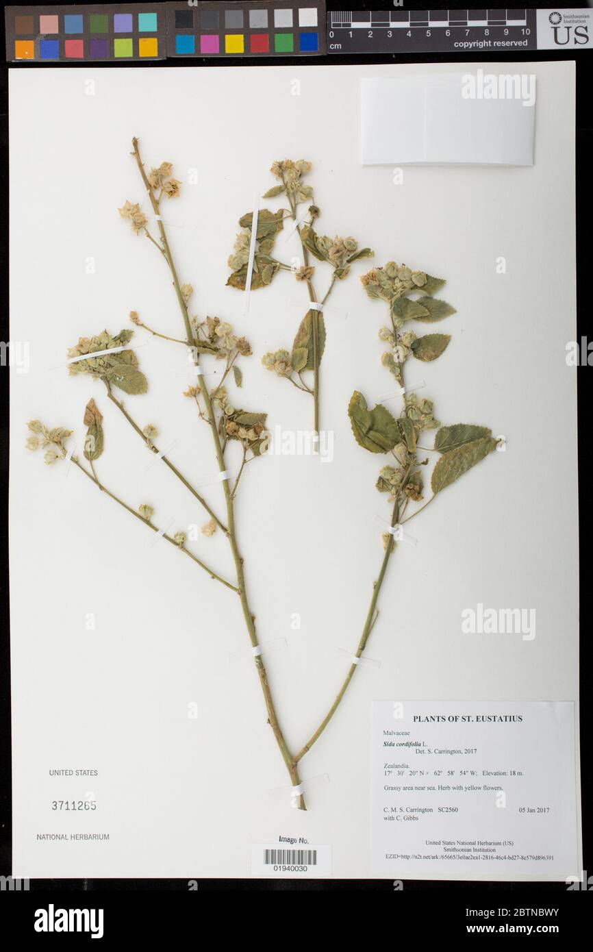 Sida cordifolia L. 24 Apr 20181 Stock Photo