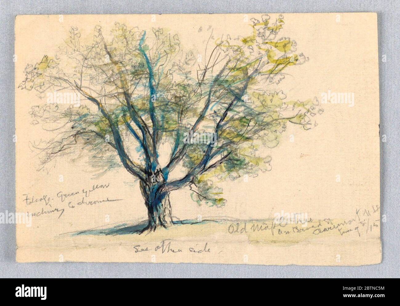 sketch maple tree research in progresson recto and verso a tree captions old maple tree on broad st clarement n h and the date respectively in ink over graphite see other side is written in graphite on either side 2BTNC5M