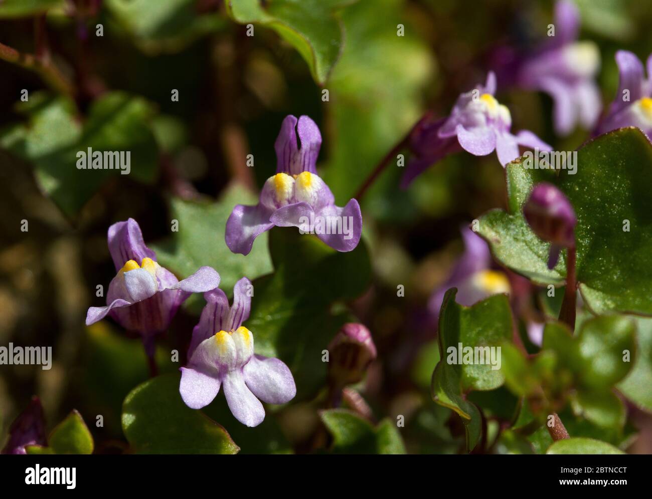 The Ivy-leaved Toadflax is a small delicate looking plant with Snap-dragon like flowers but specialising in rocky habitats they are extremely hardy Stock Photo