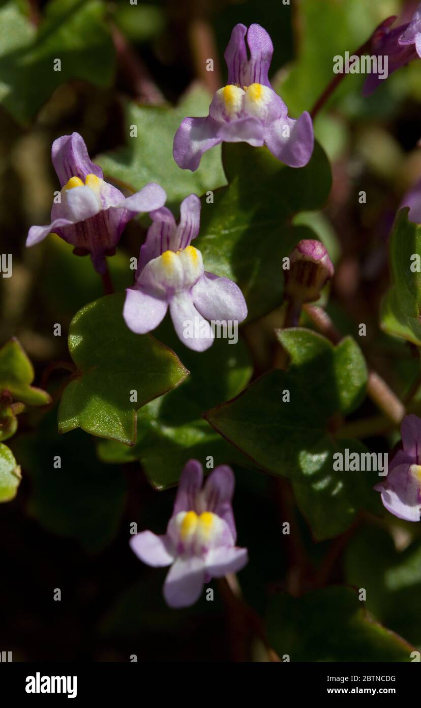 The Ivy-leaved Toadflax is a small delicate looking plant with Snap-dragon like flowers but specialising in rocky habitats they are extremely hardy an Stock Photo