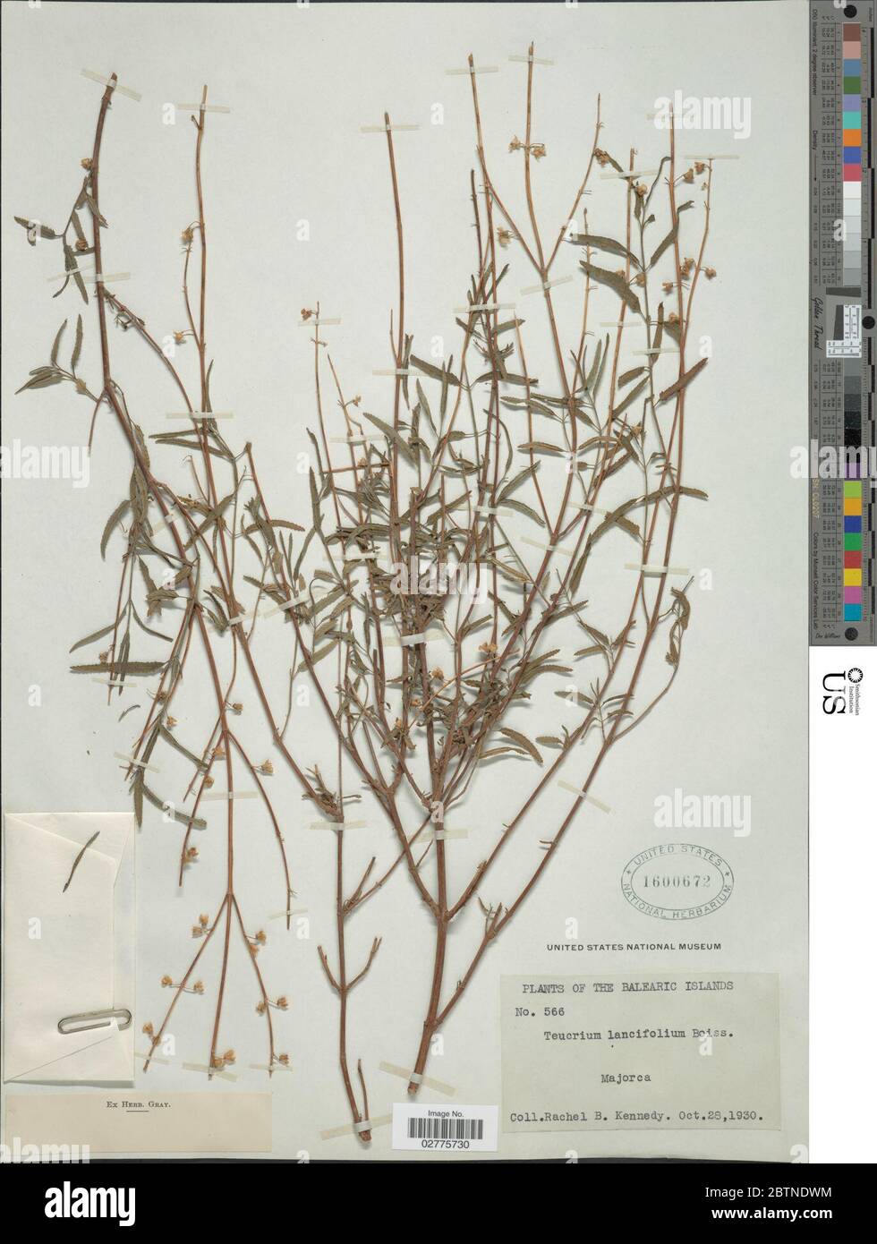 Teucrium lancifolium Moench Boiss. 24 May 20181 Stock Photo