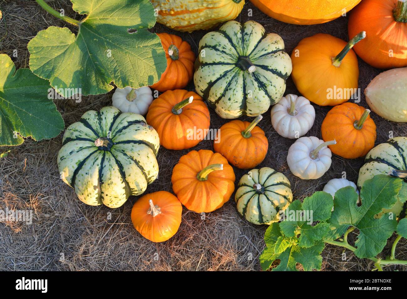 Fresh harvest of pumpkins and squashes. Top view Stock Photo - Alamy