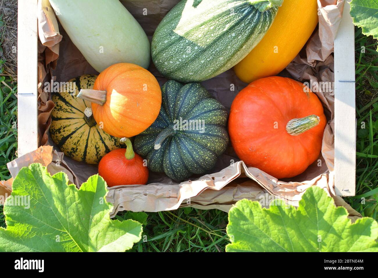 Box with fresh pumpkins and squash. Vegetable harvest in the garden ...