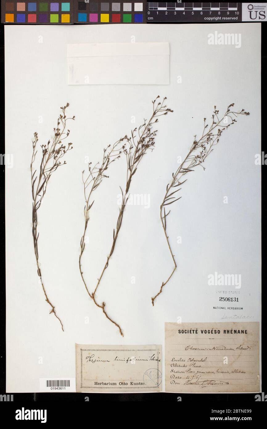 Thesium linophyllum L. 20 Sep 20191 Stock Photo