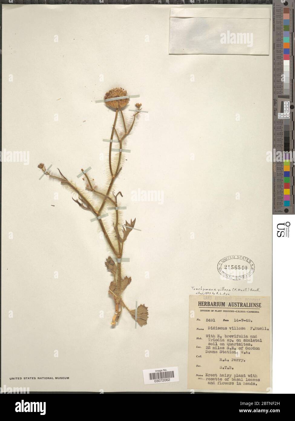 Trachymene villosa Benth. 10 Jan 20191 Stock Photo