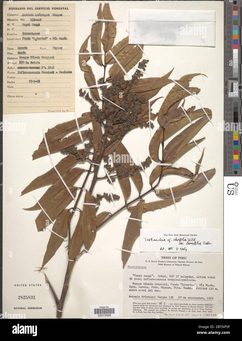Trattinnickia rhoifolia var lancifolia Cuatrec. 12 Jul 20191 Stock Photo