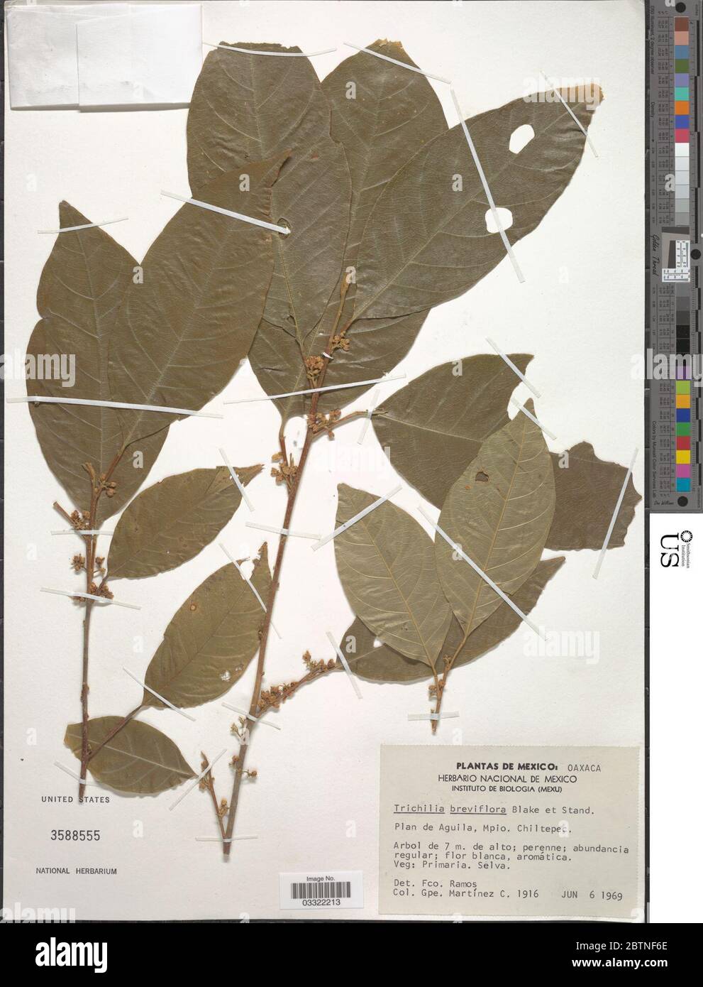 Trichilia breviflora SF Blake Standl. 12 Jul 20191 Stock Photo