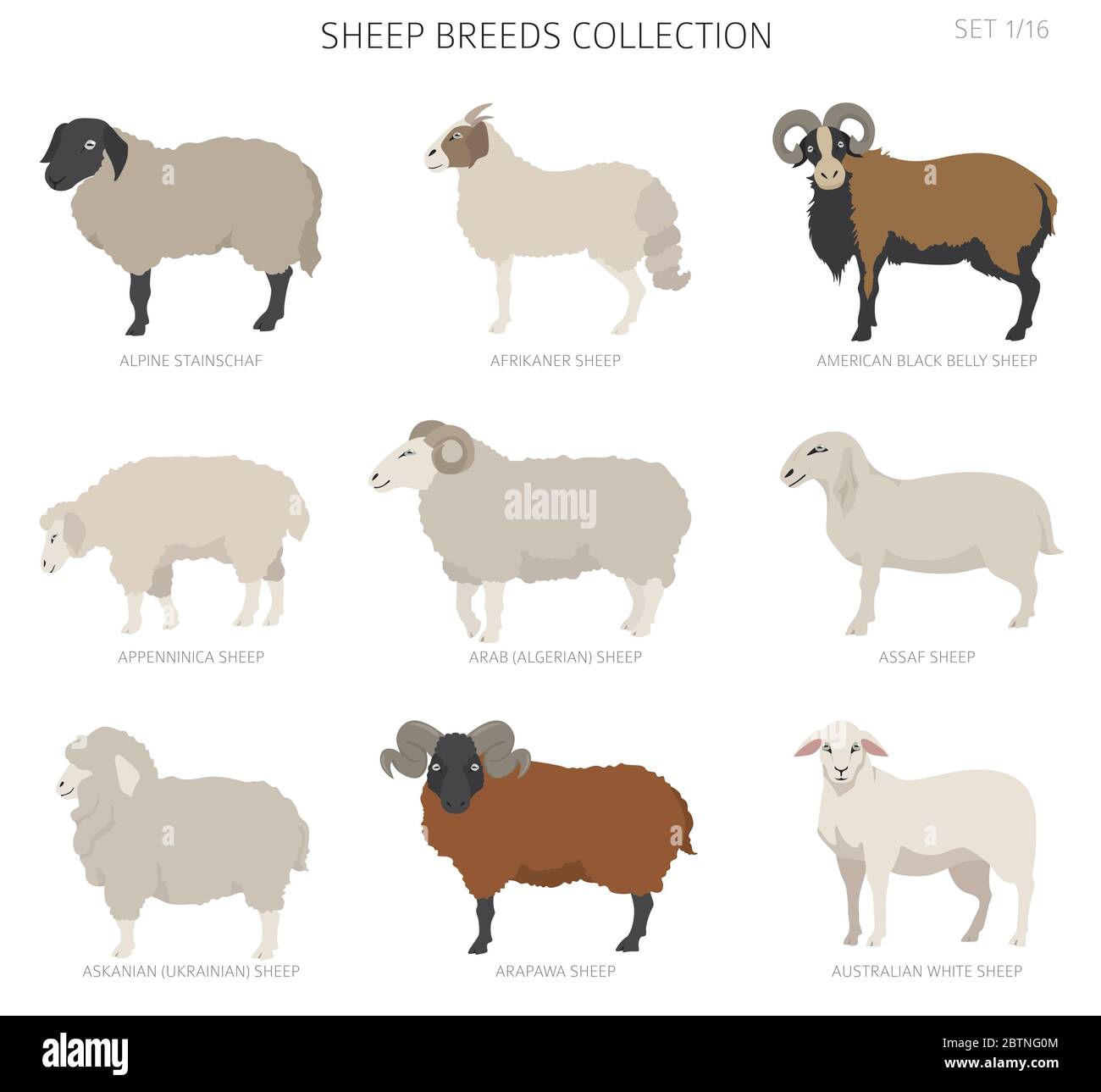 Sheep breeds collection 1. Farm animals set. Flat design. Vector illustration Stock Vector