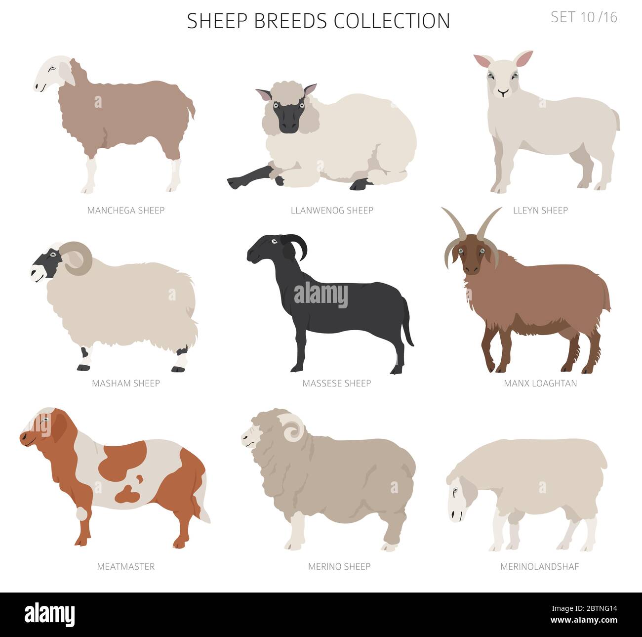 Sheep breeds collection 10. Farm animals set. Flat design. Vector illustration Stock Vector Image & Art - Alamy Sheep breeds collection 10. Farm animals set. Flat design. Vector illustration Stock Vector Image & Art - Alamy
