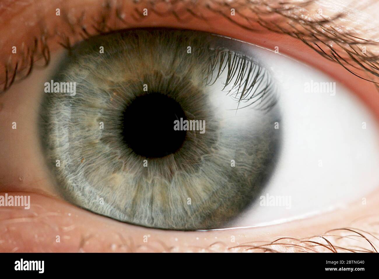 Grey green iris eye, close-up Stock Photo