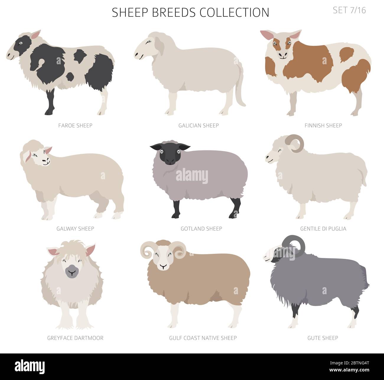 Sheep breeds collection 7. Farm animals set. Flat design. Vector illustration Stock Vector